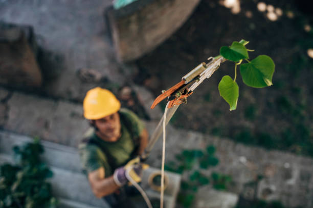 Best Hazardous Tree Removal  in Garrison, ND